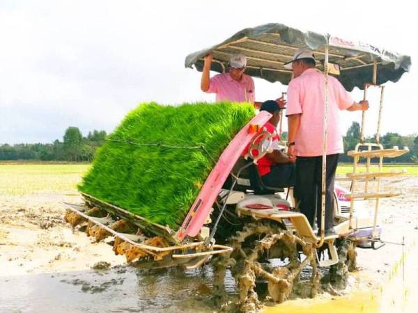 Husam (kiri) melihat kerja-kerja menanam padi wangi yang dijalankan di Ladang Merdeka Senor, Meranti hari ini.