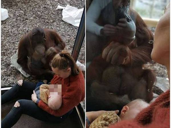 Orang Utan tiba-tiba mendekati Gemma ketika menyusukan bayinya. - Foto Facebook Gemma