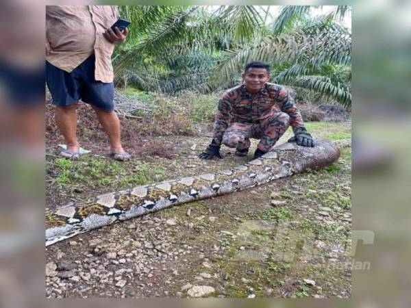 Anggota bomba menunjukkan ular sawa yang ditangkap selepas menelan seekor babi hutan di Kampung Bukit Nyamuk, Simpang Renggam.