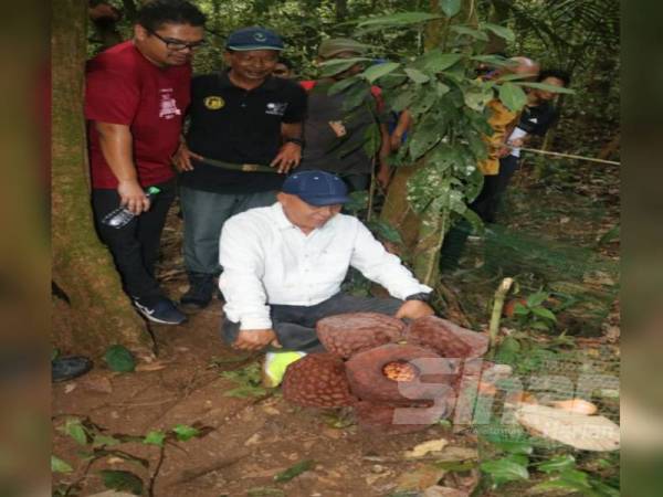 Shahiruddin (depan) teruja melihat bunga rafflesia yang sedang berkembang di Lata Jarum.