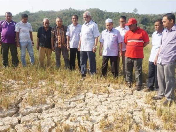 Mahfuz (tengah) meninjau keadaan sawah padi yang kering di Mukim Derang hari ini.