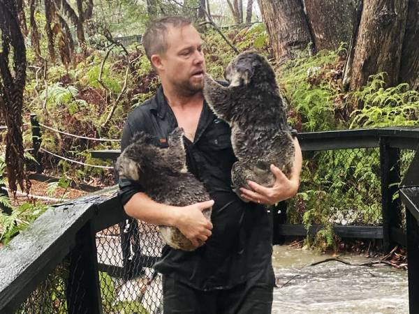 Koala antara spesies terjejas teruk akibat kebakaran di Australia. - Foto AFP