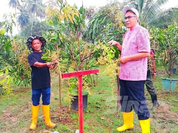 Husam (kanan) melawat tanaman harumanis yang diusahakan Mohd Rosli di Kampung Paloh, Tendong.