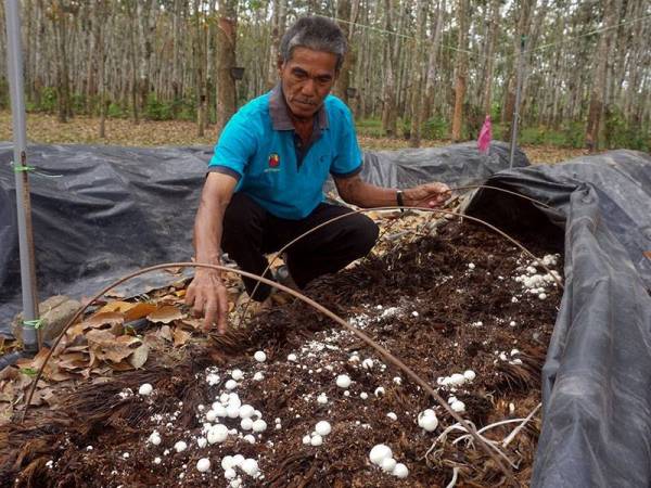 Pengusaha cendawan Volvariela, Ismail Ibrahim, 63, memeriksa cendawan Volvariella pada batas tanaman ekoran cuaca panas dan kering di Kampung Musa semalam. - Foto: Bernama