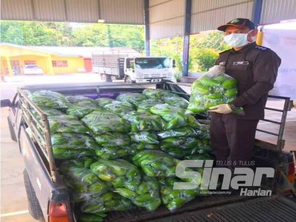 Anggota Maqis menunjukkan buah mangga yang berjaya dirampas oleh Aksem Op Pengkalan Dalam.