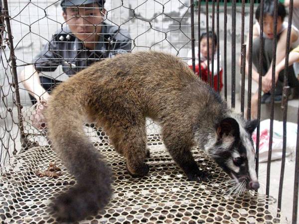 Musang dipercayai menyebarkan virus SARS ketika ia menular dan meragut hampir 700 nyawa di Hong Kong dan China pada 2002 dan 2003. - Foto AFP