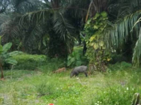 Ancaman babi liar sering merosakkan tanaman penduduk Kampung Parit 1 Barat dan Sungai Lias di sini.