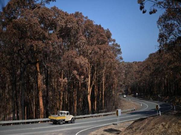 Deretan pokok hangus terbakar dalam kebakaran berhampiran Batemans Bay di NSW baru-baru ini. - Foto Agensi