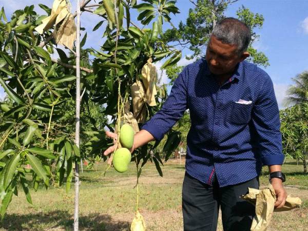 Tengku Mahmud menunjukkan tanaman harumanis di ladangnya semalam.