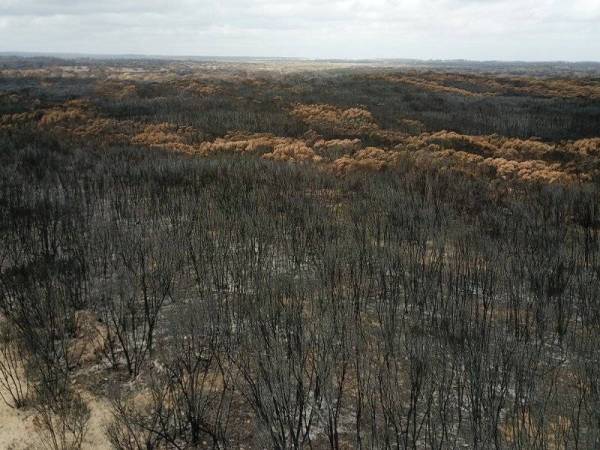 Antara kemusnahan hutan akibat kebakaran belukar di Australia. - Foto AFP