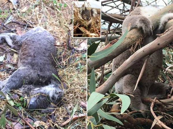 Antara koala yang ditemui mati akibat perbuatan pihak tidak bertanggungjawab menebang habitat haiwan itu secara berleluasa di Australia. - Foto Agensi