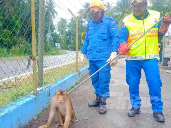 Anggota APM menunjukkan beruk liar yang ditangkap di taman perumahan di Kampung Bawah Lembah, Gual Periuk.