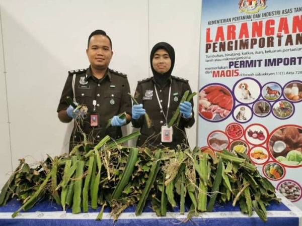 Maqis Selangor berjaya mematahkan cubaan seludup masuk 350 keratan pokok pitaya atau naga dari Thailand di KLIA2 semalam.