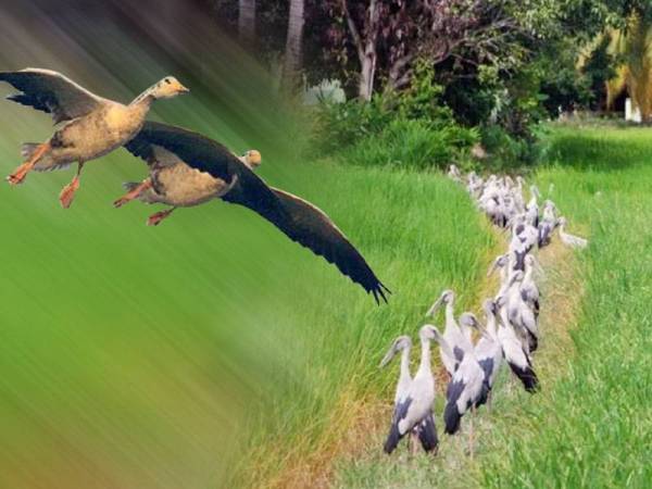 Fenomena ratusan burung hijrah menjadikan kawasan sawah padi di Kampung Gintong, di sini sebagai lokasi persinggahan sejak minggu lalu.