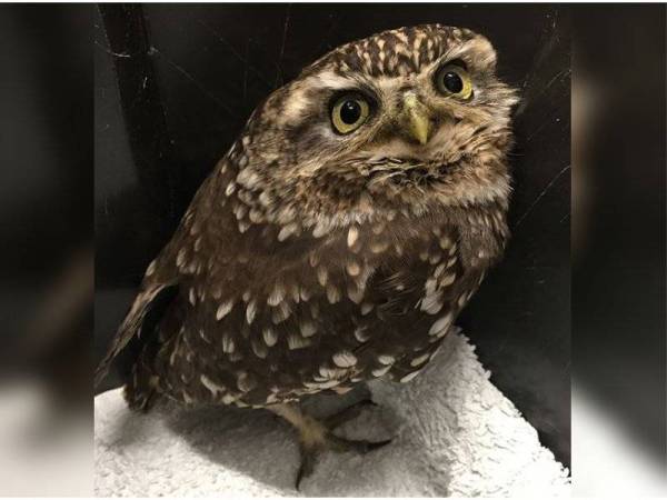 Plump perlu diet untuk terbang semula. - Foto Instagram Suffolk Owl Sanctuary