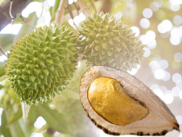 Kawasan seluas 147 hektar di Kampung Angalur, Kemabong akan dibangunkan sebagai Mesej yang pertama di Sabah untuk penanaman durian musang king.