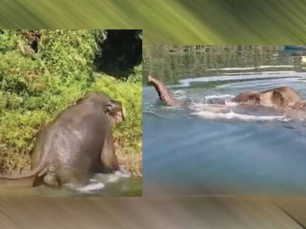 Perhilitan kongsi video seekor gajah jantan sedang berenang merentasi tasik di Tanjung Mentong, Taman Negara Terengganu.