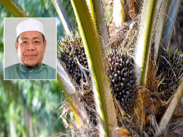 Kerajaan perlu meningkatkan penggunaan minyak sawit dalam kepelbagaian produk yang berasaskan makanan dan bukan makanan. (Gambar kecil:Che Alias Hamid)