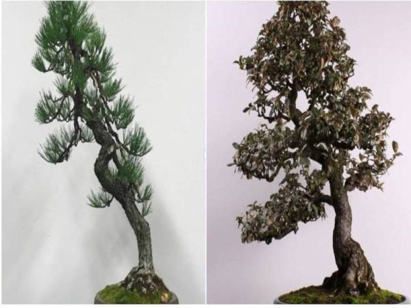 Japanese Black Pine (kiri) dan Silverberry dicuri dari muzium bongsai di sini - Foto: CNN