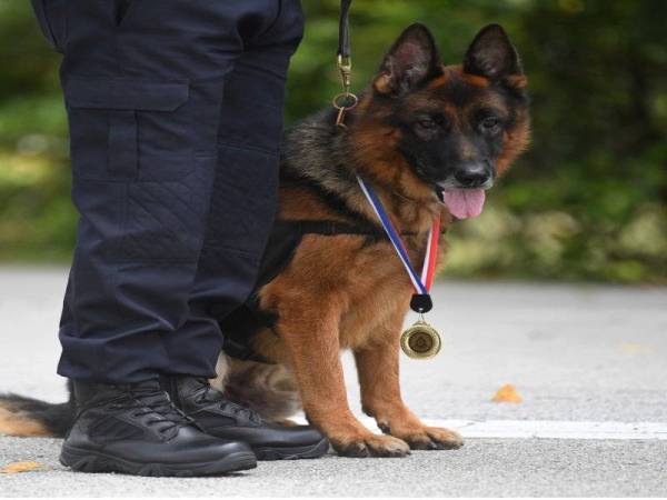 Seekor anjing baka German Shepherd dari Unit Anjing Pengesan (K9) Polis Diraja Malaysia (PDRM) mencipta sejarah sebagai anjing pertama menerima pingat ‘Jasamu Dikenang’ bagi polis kontinjen Pahang. - Foto: Bernama