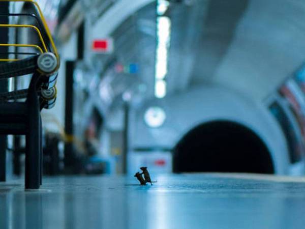 Foto bertajuk 'Subway Squabble' hasil bidikan Sam Rowley memenangi anugerah Wildlife Photographer of The Year's People Choice Award. -Foto: Sam Rowley