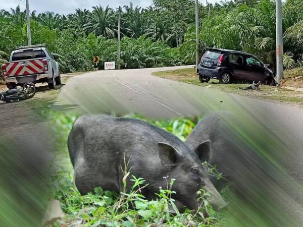 Keadaan kereta Perodua Myvi dan motosikal yang terlibat kemalangan mengakibatkan seorang pelajar maut di Jalan Utama Jenderak Selatan dekat Kuala Krau di sini semalam.