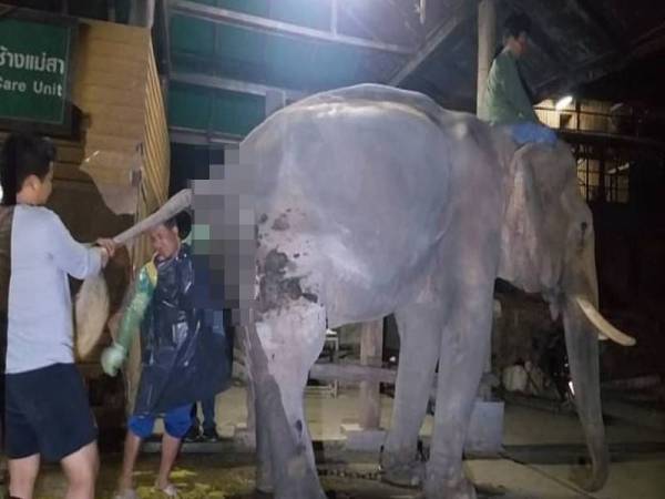 Kiettisak memakai sarung tangan plastik sebelum memasukkan tangannya ke dalam rektum gajah jantan bagi mengeluarkan kotoran. - Foto ViralPress 