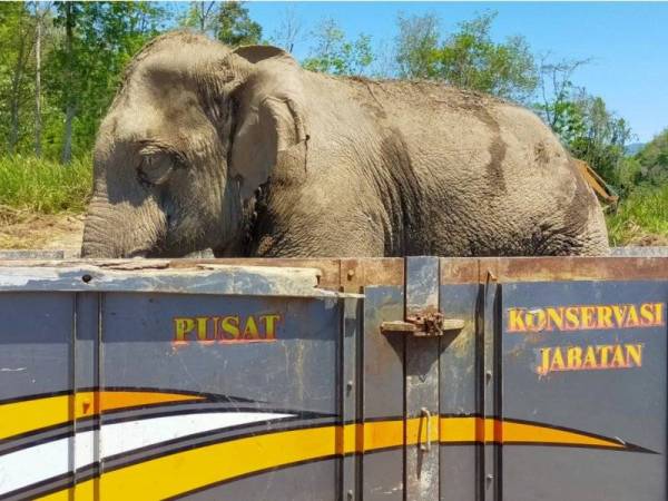 Gajah liar yang diberi nama Awang Perah berjaya ditangkap dan dipindahkan ke Hutan Simpan Royal Belum, Gerik hari ini.