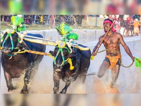 Aksi Gowda yang berjaya memecahkan rekod Kambala mula menjadi tular pada akhir minggu lalu. - Foto Agensi