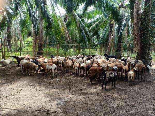 Kambing yang ditemui di sebuah ladang di Melaka. 