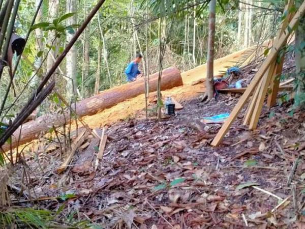 Lelaki ditahan ketika potong balak  di Gunung  Bongsu