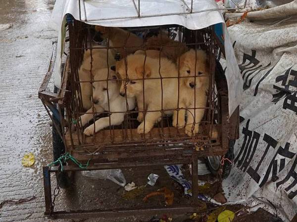 Dokumen tersebut mengiktiraf status anjing dan kucing sebagai haiwan peliharaan serta tidak boleh dimakan. - Foto Agensi