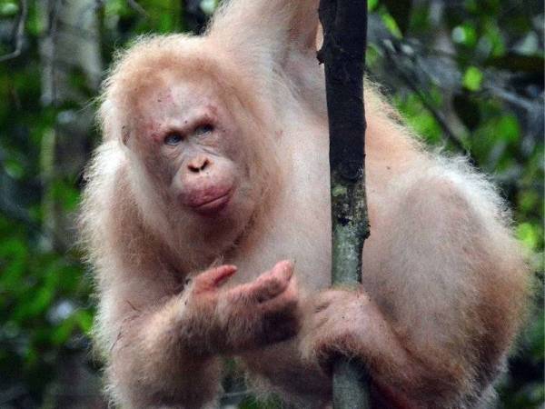 Alba dibebaskan ke hutan lebih setahun lalu dan dilihat menjalani kehidupan yang baik sehingga ke hari ini. - Foto AFP