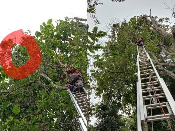 Anggota bomba berusaha menyelamatkan kucing jantan yang terperangkap di atas pokok leban di Kampung Baru,Bentong petang semalam. - Foto Bomba