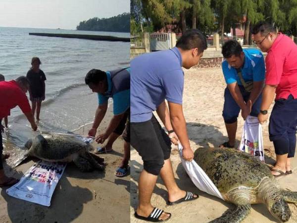 Penyu jantan berusia lebih 40 tahun ditemui mati di pantai Teluk Kemang, Port Dickson pagi tadi. - Foto Jabatan Perikanan Negeri Sembilan