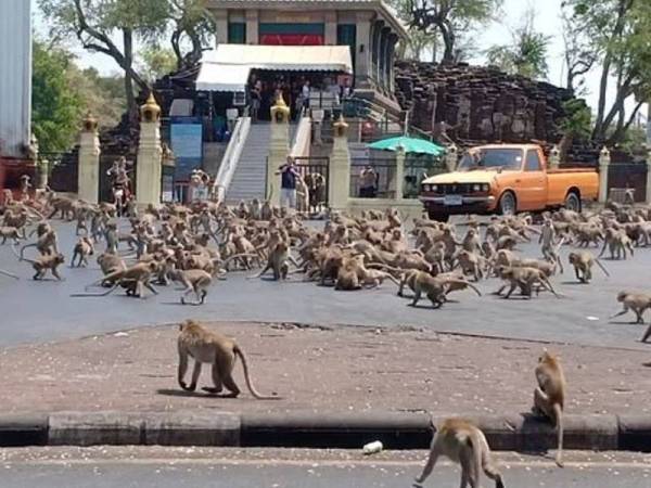 Kebiasaannya, ramai pelancong akan datang ke sini untuk beri haiwan ini makan tetapi bila berlaku wabak Covid-19, jumlah pelancong sangat kurang dan boleh dikatakan tiada.