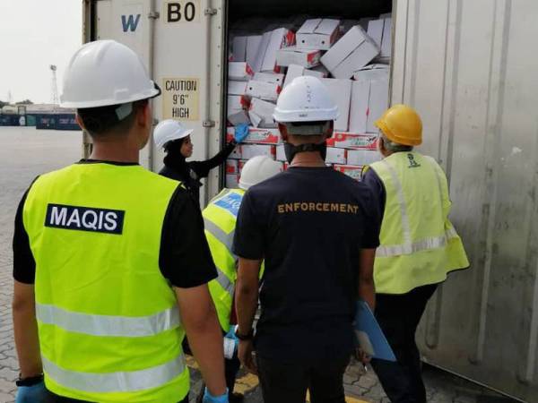 Maqis Selangor merampas keluaran pertanian sebanyak 88,539 kilogram dalam operasi bersepadu dijalankan agensi tersebut.