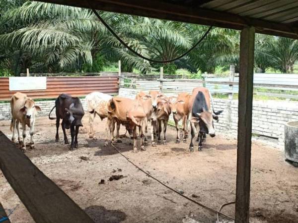 Polis merampas lembu susulan penahanan tiga lelaki dalam serbuan di Kampung Tasik Hijau, Felda Sungai Tengi Selatan kelmarin.