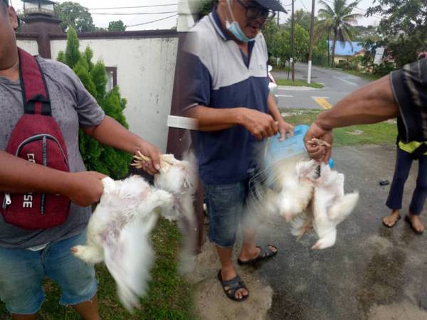 Sebuah keluarga diberi dua ekor ayam hidup. - Foto Ihsan MPKK