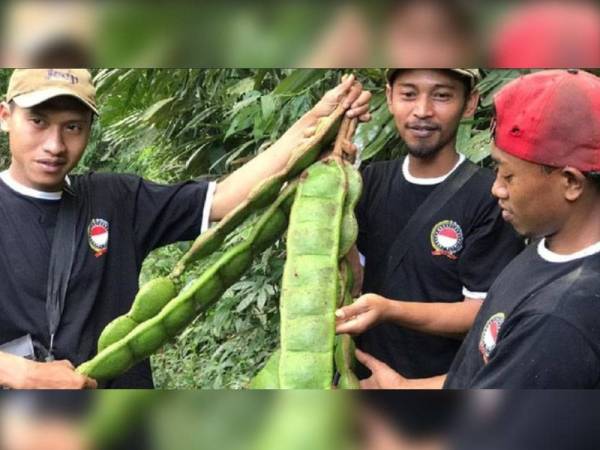 Penduduk menjumpai 'petai' gergasi tular di laman sosial.