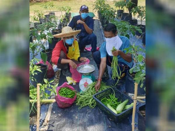 Pelajar iGROW sedang mengumpul hasil tanaman mereka sebelum diedarkan untuk pasaran di sekitar Pasir Salak dan Kampung Gajah.