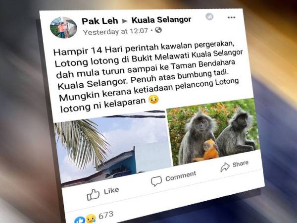 Mohamad Solleh yang menggunakan akaun nama Facebook Pak Leh memuat naik status berhubung gangguan haiwan liar berkenaan.