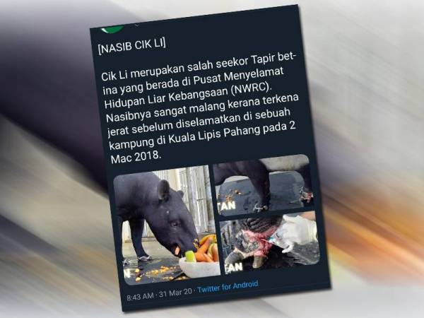 Twitter rasmi Perhilitan berkongsi kisah keadaan Cik Li kesan daripada terkena jerat di Kampung Lipis, Pahang.