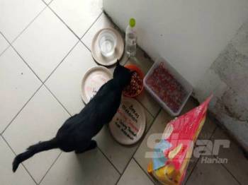 Bomba selamat kucing hampir lemas