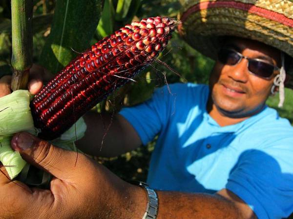 Azmi menunjukkan hasil tuaian jagung yang berwarna ungu atau lebih dikenali King Purple di ladangnya di Kampung Ampang Tinggi baru-baru ini. - Foto Bernama