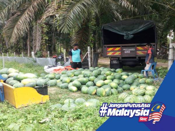 Pekebun tembikai dari Kampung Ubai, di sini berdepan situasi sukar ketika ini ekoran permintaan terhadap hasil tanaman itu berkurangan sehingga berlaku lambakan.