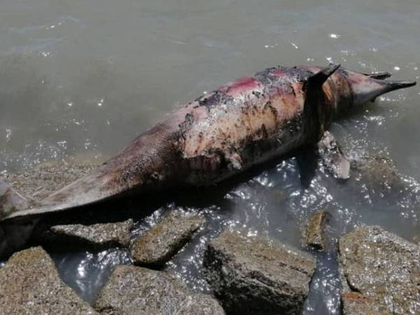 Keadaan seekor ikan lumba-lumba yabg ditemukan mati terdampar di Pantai Ban Pecah, hari ini.