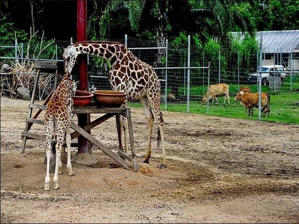 Hidupan liar di taman-taman zoologi turut terjejas akibat Covid-19. - Foto A Famosa Safari Wonderland