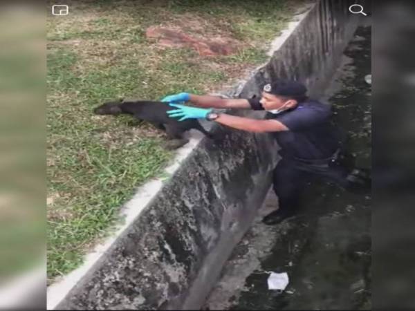 Azady mengangkat anak anjing itu ke atas tebing longkang. 