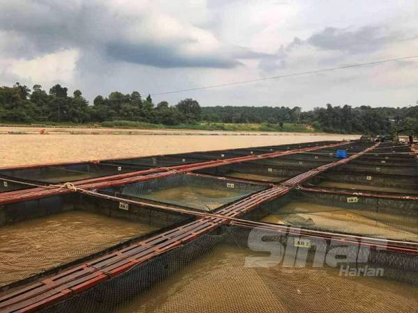 Pengusaha ikan sangkar khususnya patin akui turut terjejas sepanjang pelaksanaan tempoh PKP. 